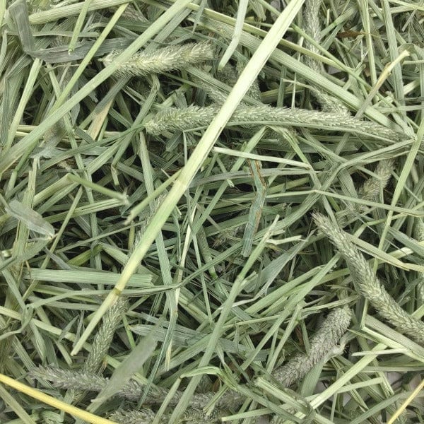 Oxbow Oxbow Western Timothy Hay