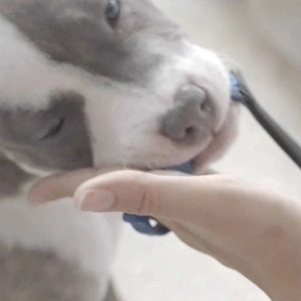 Paw Ready Paw Ready BrushMate Toothbrush with Biteblock