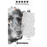 Pawtanical Pawtanical PawDaily Full Spectrum Health Oil For Pets