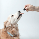Pawtanical Pawtanical PawDaily Full Spectrum Health Oil For Pets