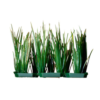 Penn Plax Penn Plax Foreground Plastic Plant; available in different styles