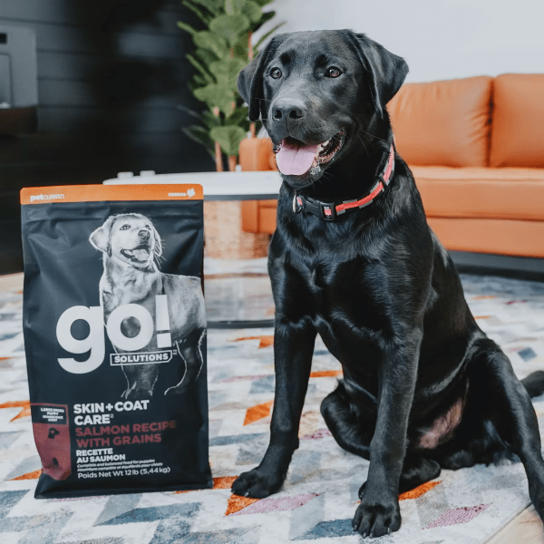 Go Skin Coat Care Large Breed Salmon Recipe with Grains Dry Puppy Food