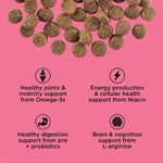 Petcurean Go! Solutions Healthy Aging | Salmon + Duck Recipe with Grains Dry Dog Food