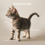 Petcurean Now Fresh Fish Recipe Adult Dry Cat Food