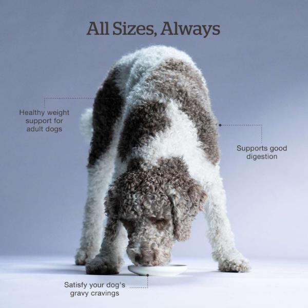 Petcurean Now Fresh Good Gravy Beef Recipe Senior Dry Dog Food