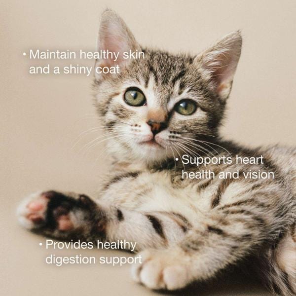 Petcurean Now Fresh Tuna & Salmon Pâté Grain-Free Wet Cat Food