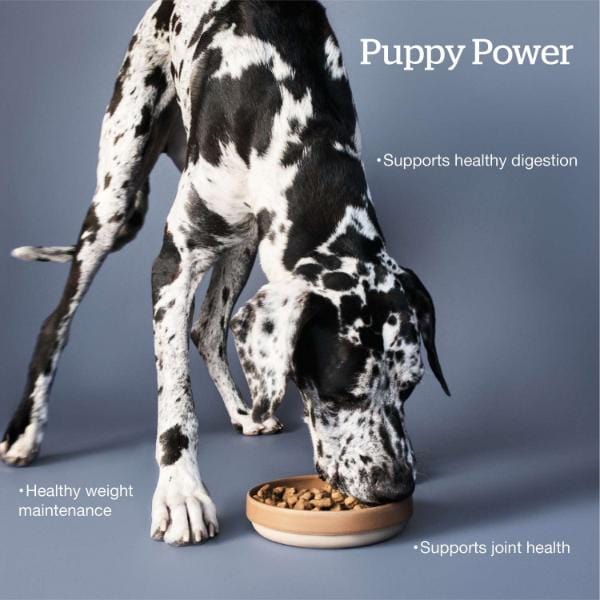 Petcurean Now Fresh Turkey, Salmon & Duck Recipe Large Breed Dry Puppy Food