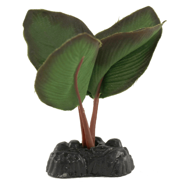 Petland Canada Fish Gear Anubias Silk Betta Plant