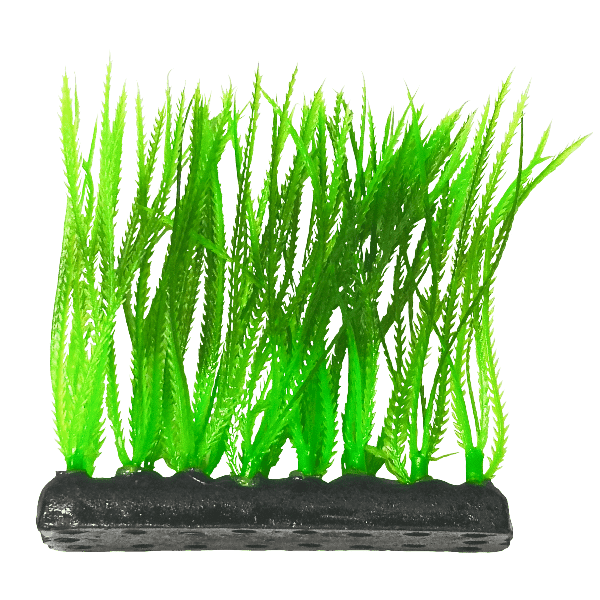 Petland Canada Fish Gear Narrow Leaf Green Foreground Aquarium Plant