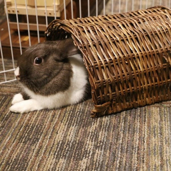 Petland Canada Moss Hollow Twig Tunnel