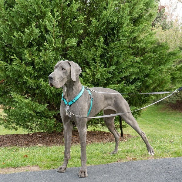 PetSafe Anti Pull Dog Lead