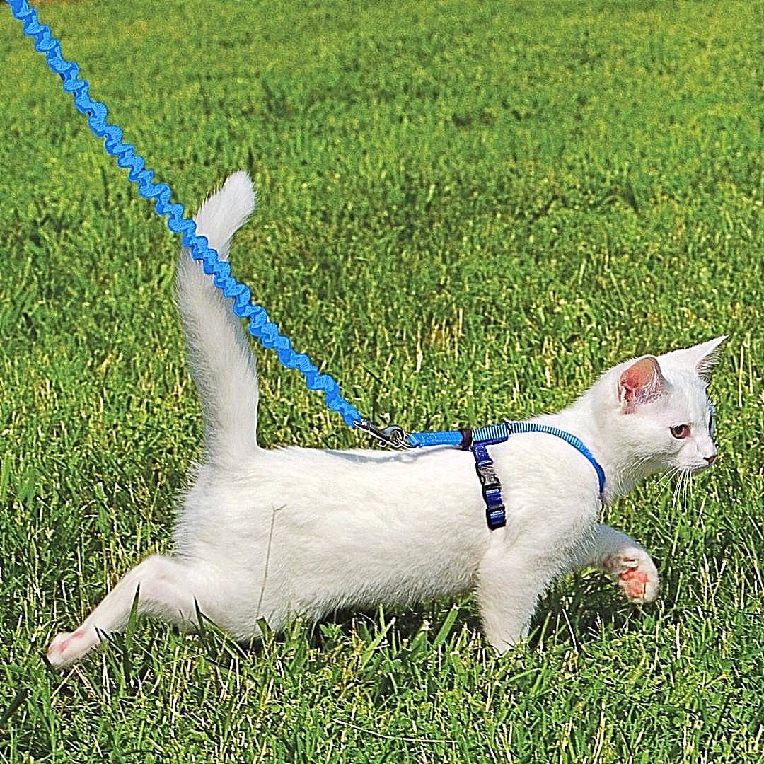 PetSafe Gentle Leader Come with Me Kitty Harness & Bungee Leash