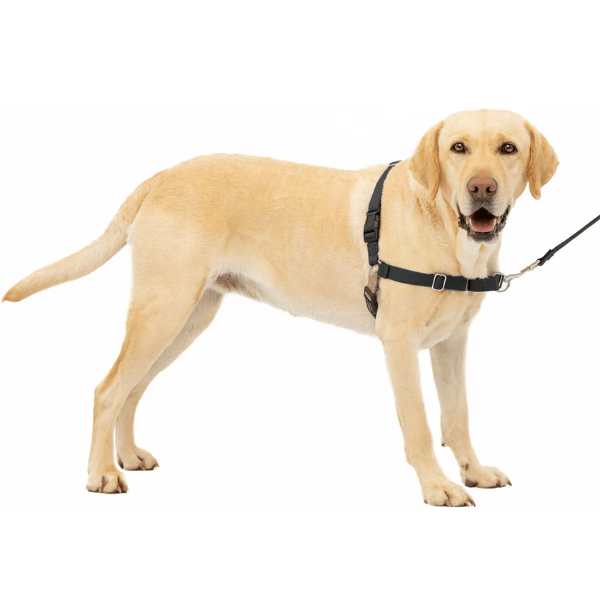 PetSafe Easy Walk Harness with Lead – Petland Canada