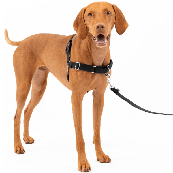 PetSafe Easy Walk Harness with Lead – Petland Canada