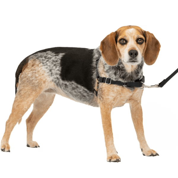 PetSafe Easy Walk Harness with Lead – Petland Canada