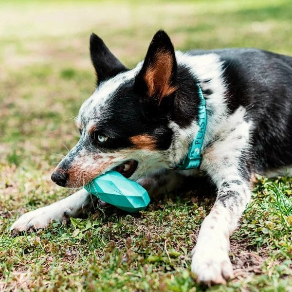 Dog clearance chew ring