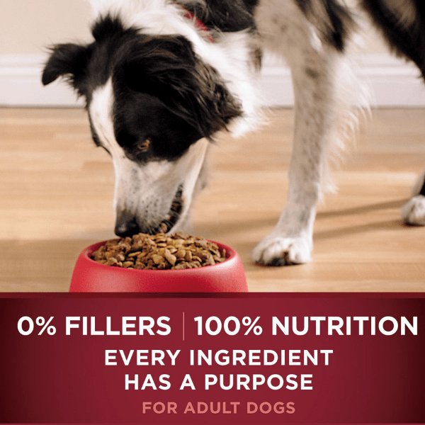 Purina dog food turkey online