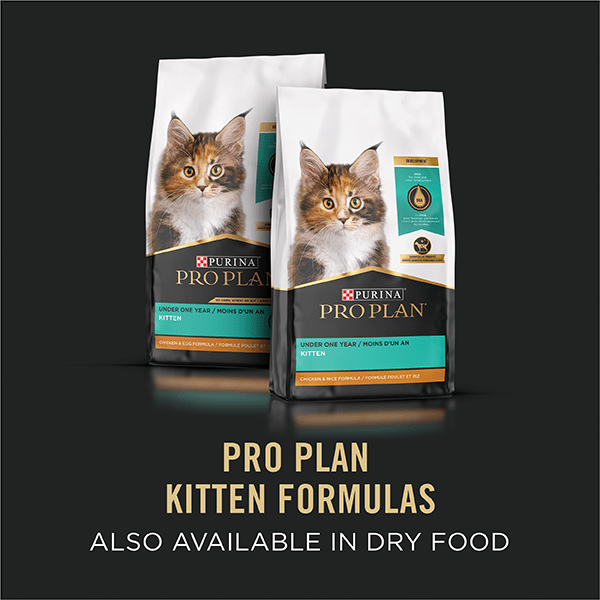 Purina pro plan focus wet cat food clearance
