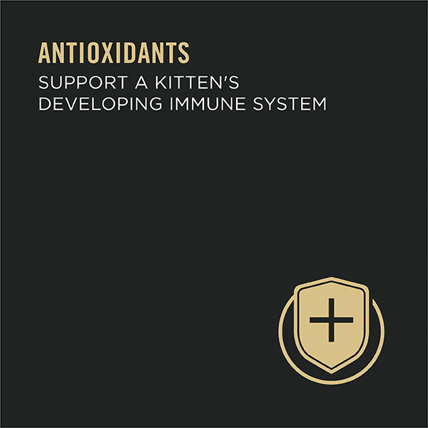 Purina pro plan focus kitten wet food online