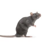 Caring for your Rat