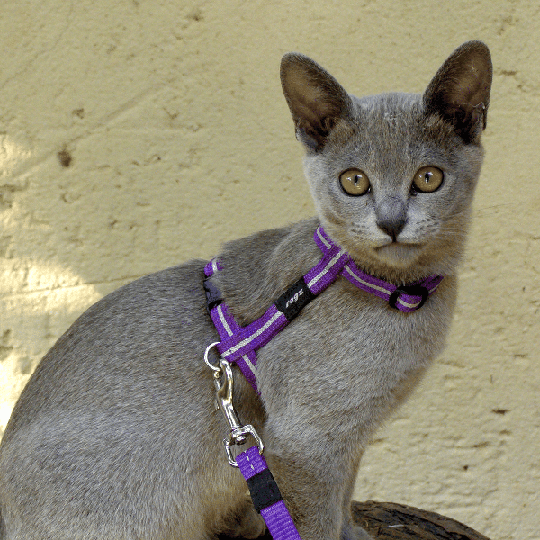 Rogz Rogz AlleyCat Harness & Lead Set