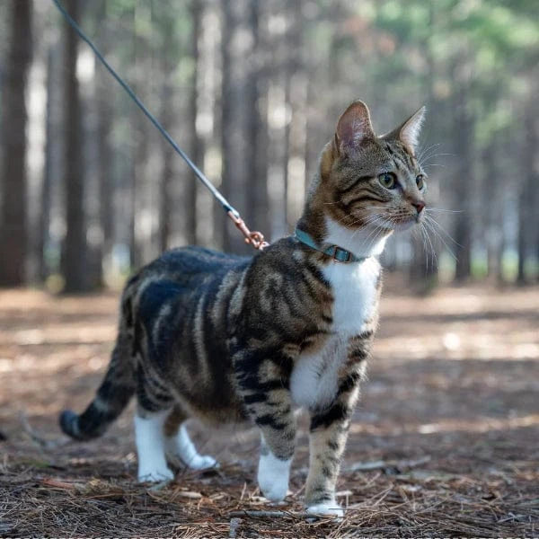 Rogz Rogz UrbanCat Harness & Lead Set