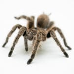 Caring for your Tarantulas