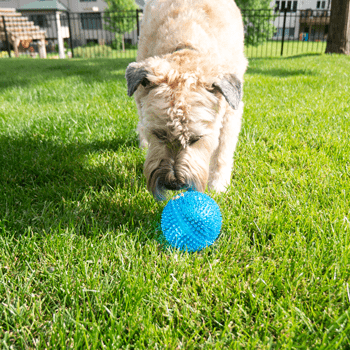 Royal Pet Inc. Gnawsome Extra Large Squeaker Ball