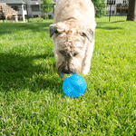 Royal Pet Inc. Gnawsome Extra Large Squeaker Ball