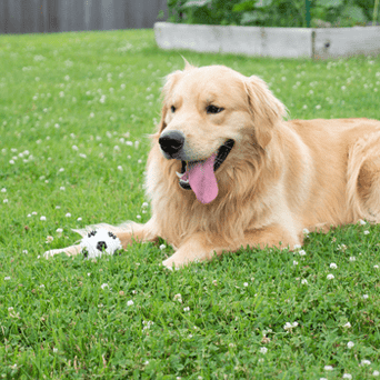 Royal Pet Inc. Gnawsome Squeaker Soccer Ball