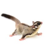 Caring for Your Sugar Glider