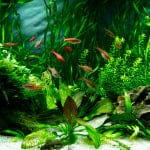 Freshwater Aquariums