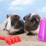 Vacationing With Your Pet