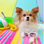 Vacationing With Your Pets