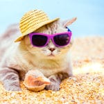 VACATIONING WITH YOUR PETS