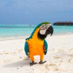 Vacationing with your pets