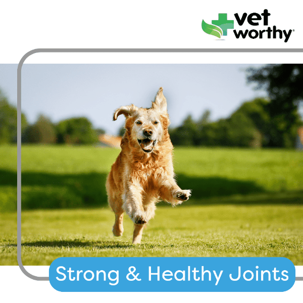 Dog joint support cheap