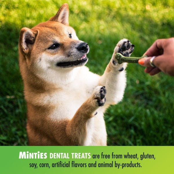 Minties Medium/Large Dental Bones for Dogs – Petland Canada