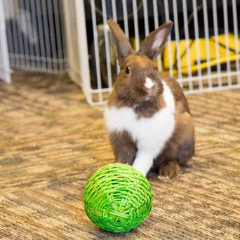 WARE Ware Bell Ball Toy for Small Pets