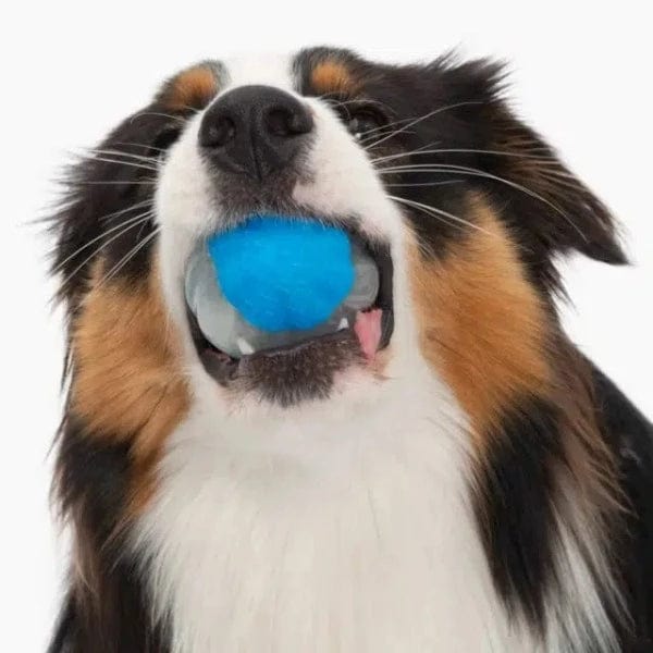 Zeus Zeus Duo Ball Toy; Squeaker
