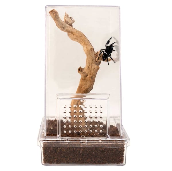 Zoo Med Zoo Med Creatures Jumping Spider Kit