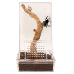 Zoo Med Zoo Med Creatures Jumping Spider Kit